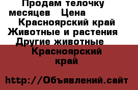 Продам телочку 7 месяцев › Цена ­ 20 000 - Красноярский край Животные и растения » Другие животные   . Красноярский край